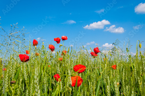 Mohn  Feld  Himmel - Natur  Pflanze