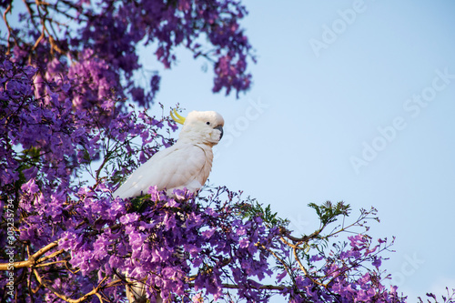 Obraz na płótnie Sulphur-crested cockatoo seating on a beautiful blooming jacaranda tree