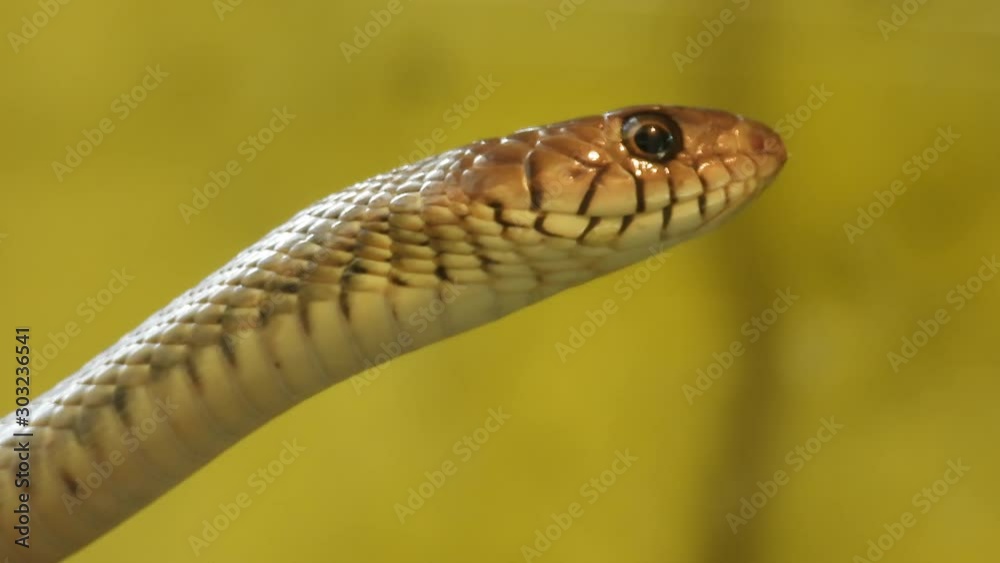 Close up of snake head against yellow blur background. Handheld Close up of snake head against yellow blur background. Handheld