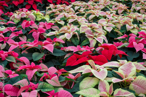 Holiday flowers in the garden photo