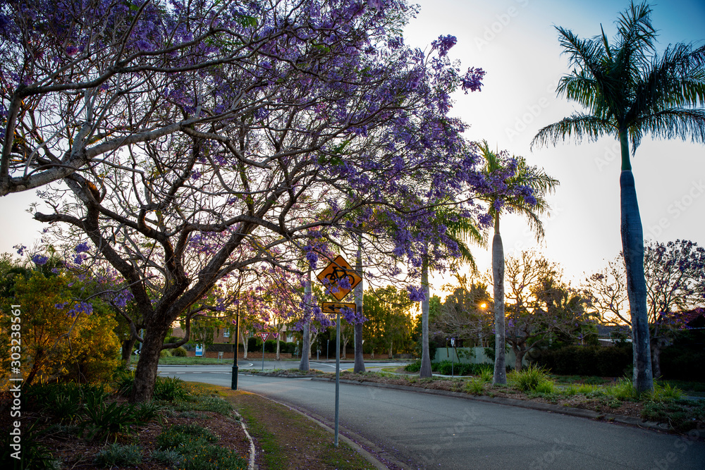 Jacaranda tree with purple flowers during the sunset