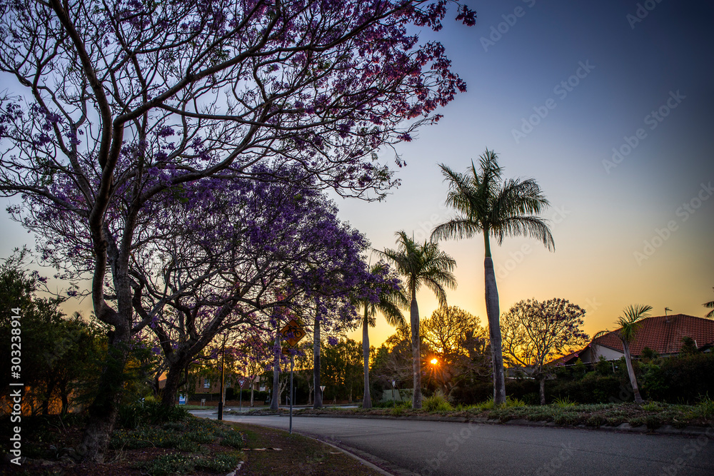 Jacaranda tree with purple flowers during the sunset