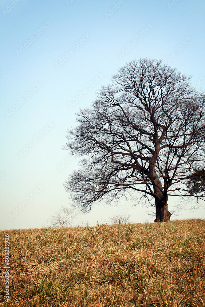 A tree in the park. A tree in the park.