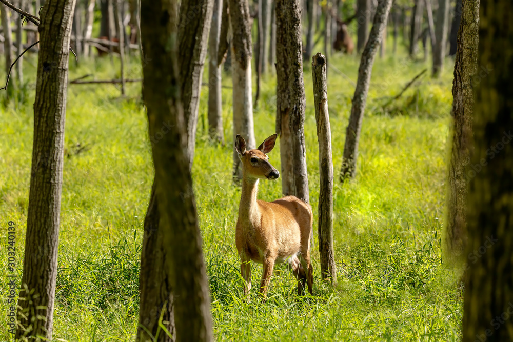 European red deer - hind (Cervus elaphus) in rut, it is fourth the largest deer species European red deer - hind (Cervus elaphus) in rut, it is fourth the largest deer species