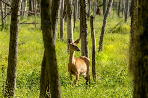 European red deer - hind (Cervus elaphus) in rut, it is fourth  the largest deer species