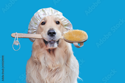 Fototapeta Golden retriever holding bath brush in mouth