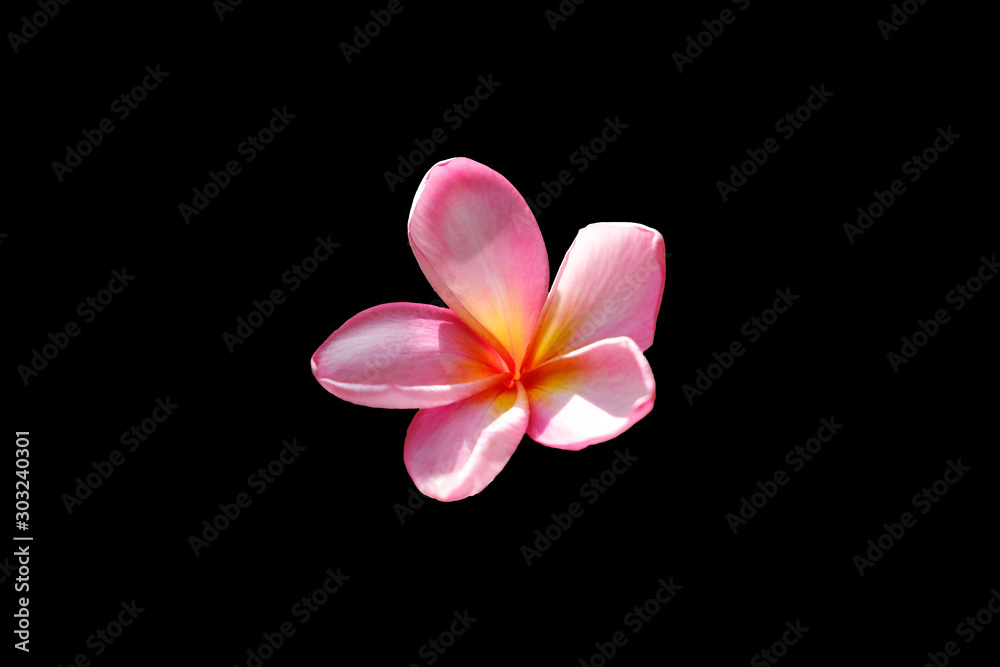 pink frangipani flower isolated on black background