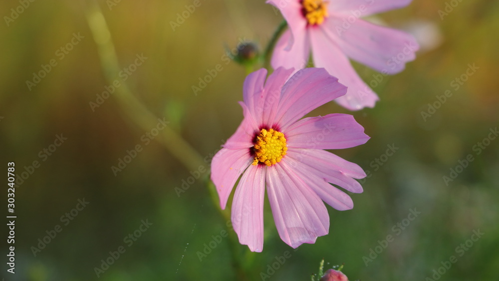 Fototapeta premium pink flowers in the garden