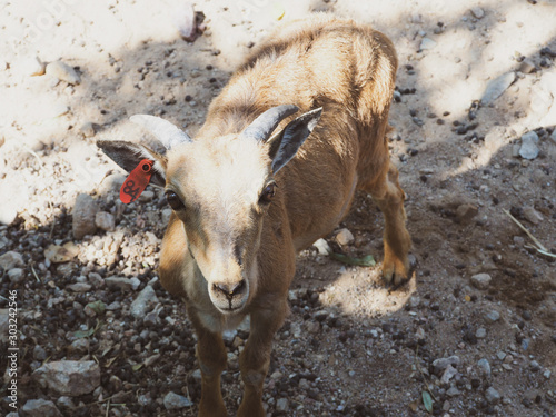 Fotografie young barbary sheep look at you