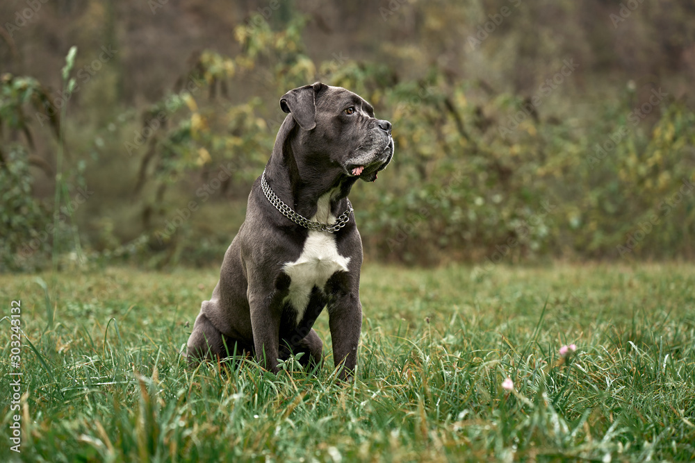Serious grey Cane corso male sitting on the green grass Serious grey Cane corso male sitting on the green grass