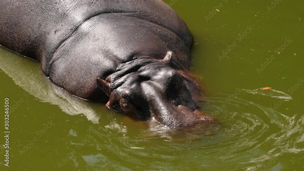 Closeup of a hippopotamus relaxing in dirty pond water Closeup of a hippopotamus relaxing in dirty pond water