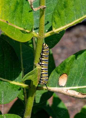 Hungry monarch caterpillar © Garry