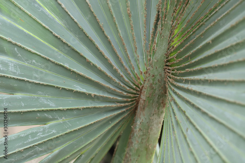 green palm leaf