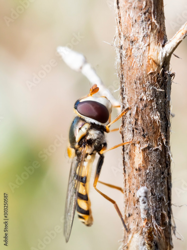 A Common Hover Fly perched on a plant. It is a small slim bodied fly with reddish brown eyes, dark thorax and black and yellow banded abdomen. It's scientific name is Melangyna viridiceps. photo