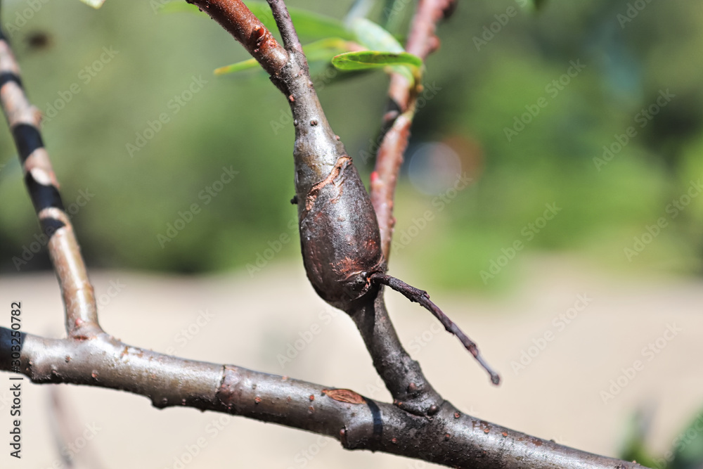 Galls on a tree branch caused by a borer
