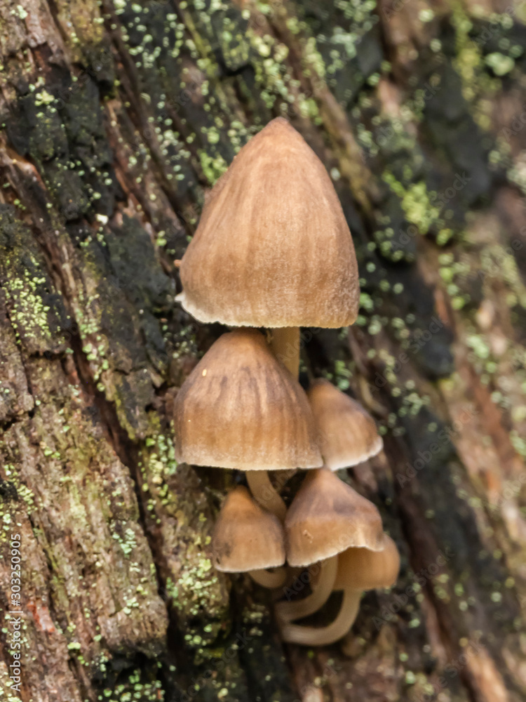 A common fungus found in wet forests is known as Fairy Bonnets. Scientific name Coprinellus disseminatus. A common fungus found in wet forests is known as Fairy Bonnets. Scientific name Coprinellus disseminatus.