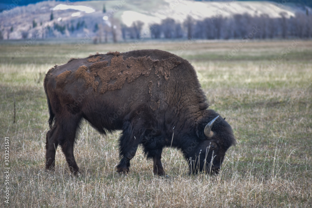bison at grand teton national park