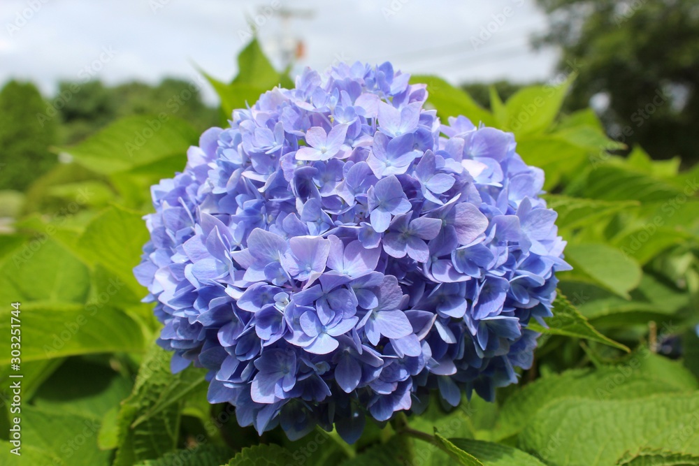 Blue Hydrangea Blue Hydrangea