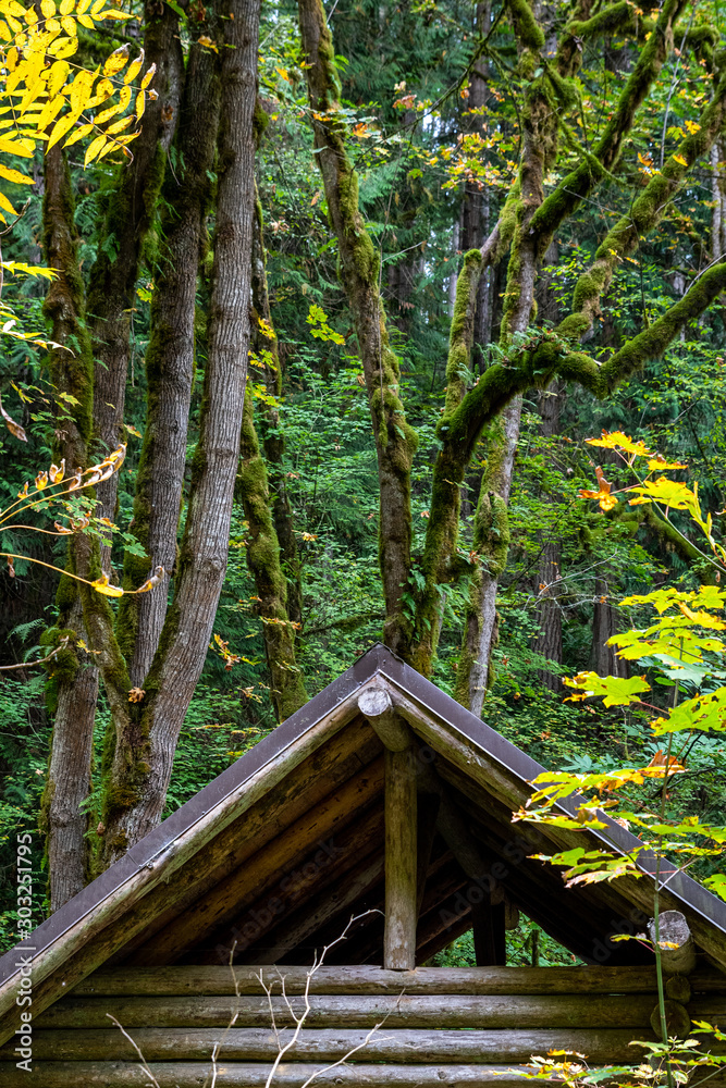 Log shelter in the wood, wet fall day, moss covered trees, Washington state, USA Log shelter in the wood, wet fall day, moss covered trees, Washington state, USA