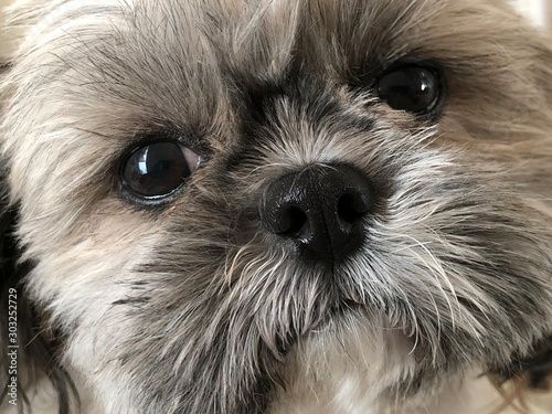 Fényképezés closeup face of a sweet family pet, a shih tzu dog