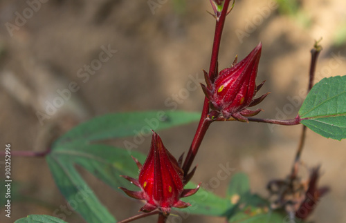 Red okra on the tree.