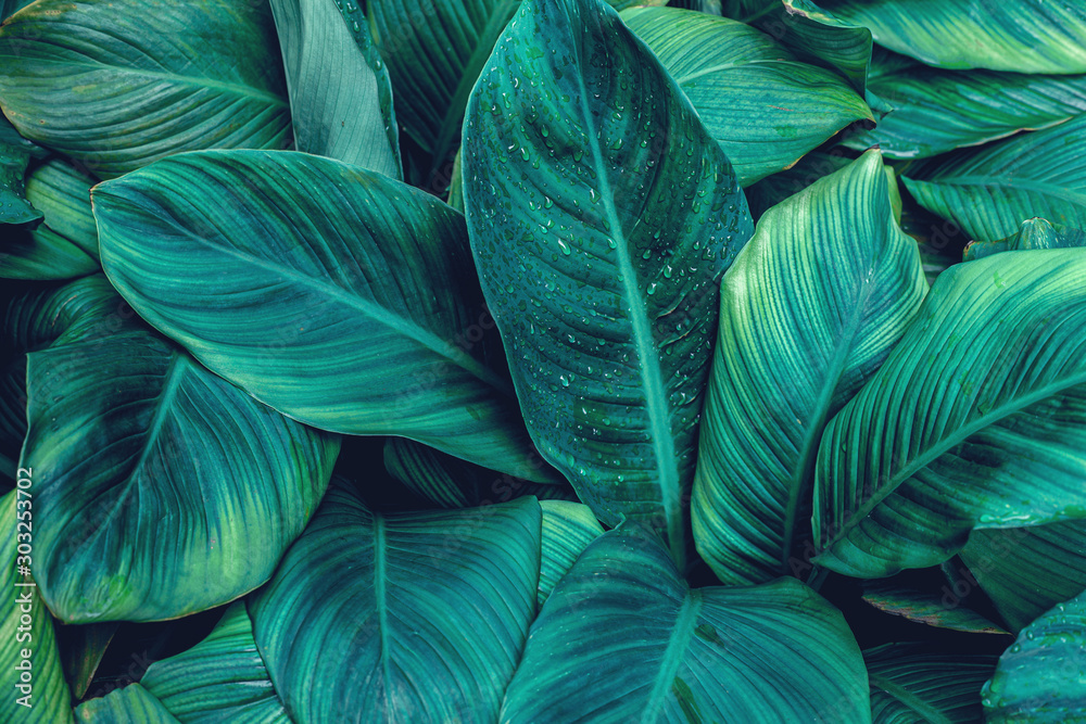 leaves of Spathiphyllum cannifolium, abstract green texture, nature background, tropical leaf leaves of Spathiphyllum cannifolium, abstract green texture, nature background, tropical leaf