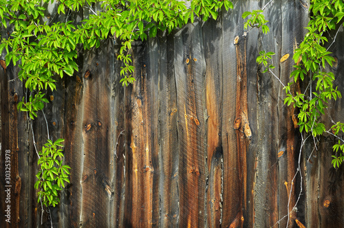 Green vine on old wooden su...