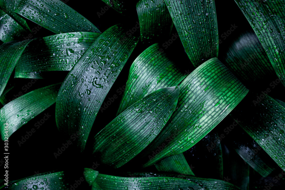 Plakat abstract green leaf texture, nature background, tropical leaf