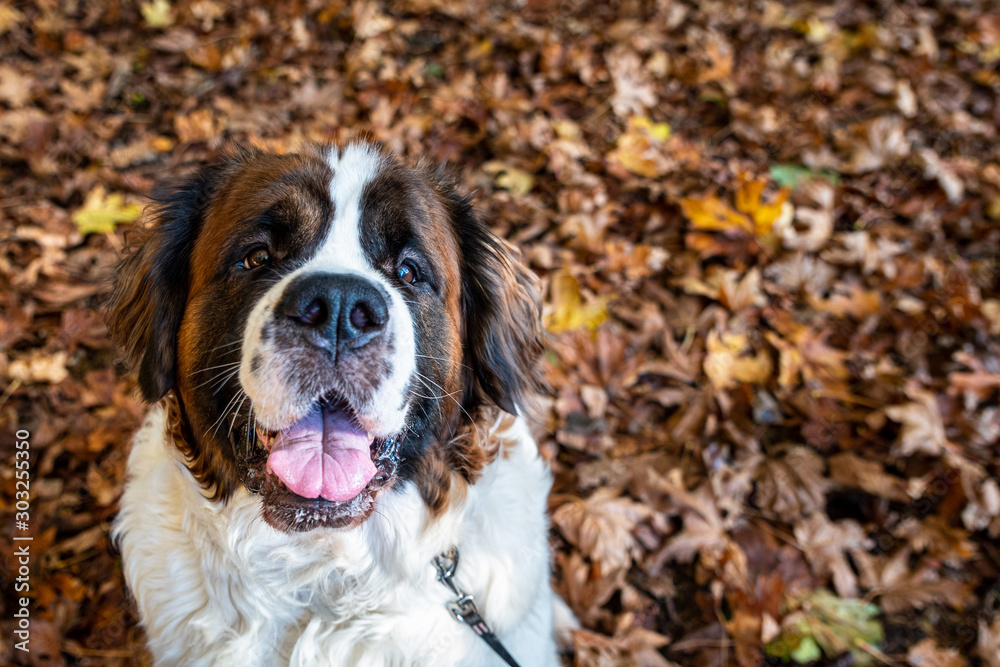 Happy St Bernard playing outside in fall leaves, Washington state, USA