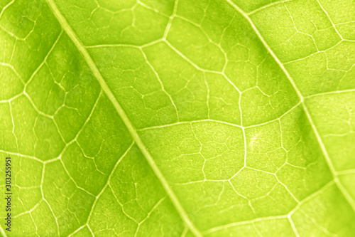 green leaf texture