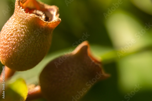 pear on tree in garden