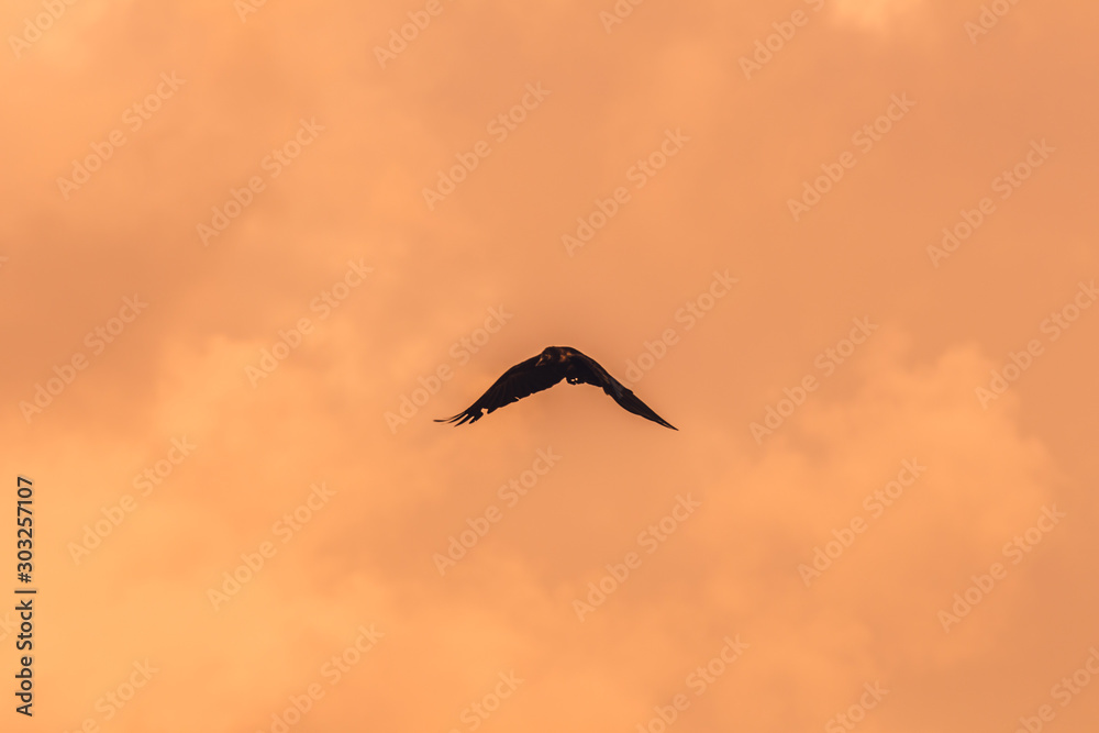 Obraz premium Silhouette Of Flying Crow in The Evening 