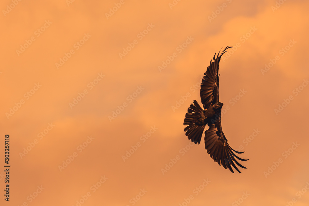 Obraz premium Silhouette Of Flying Crow in The Evening 