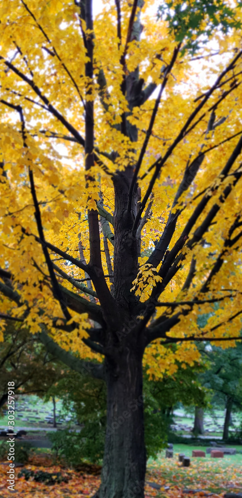 Close up of a tree with yellow leaves during Autumn at a Cemetery in Cleveland, Ohio
