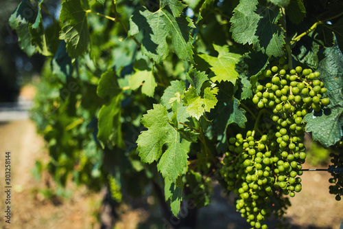 Green vineyard in spain