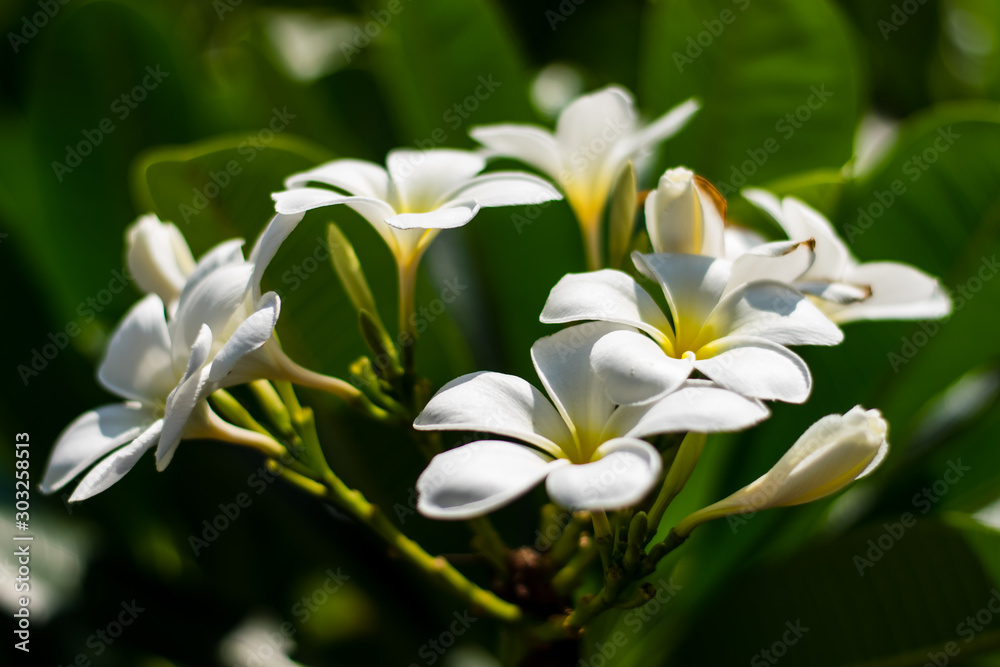 Beautiful plumeria flowers Beautiful plumeria flowers