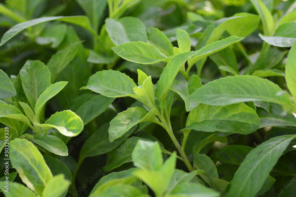 Longevity Spinach, also known as Gynura Procumbens Longevity Spinach, also known as Gynura Procumbens