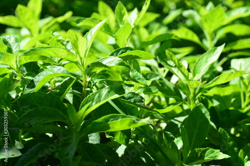 Longevity Spinach, also known as Gynura Procumbens photo