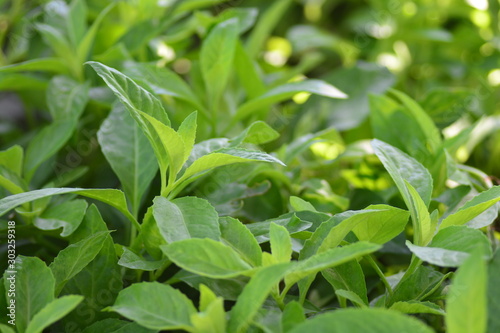 Longevity Spinach  also known as Gynura Procumbens
