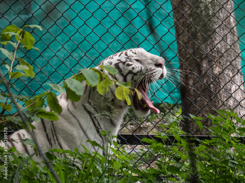 Closeup of an adult tiger yawning showing its tooth and tongue