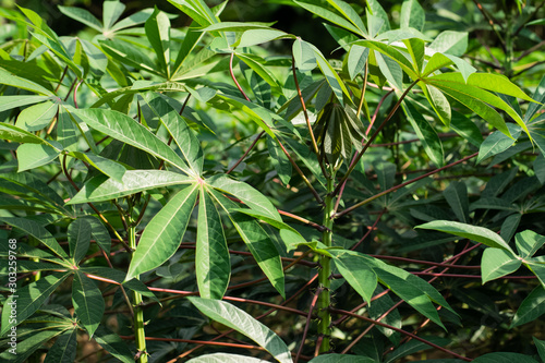 Green leaves cassava on branch tree