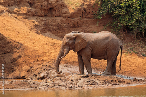 African elephant (Loxodonta africana) covered in mud, Kruger National Park, South Africa.