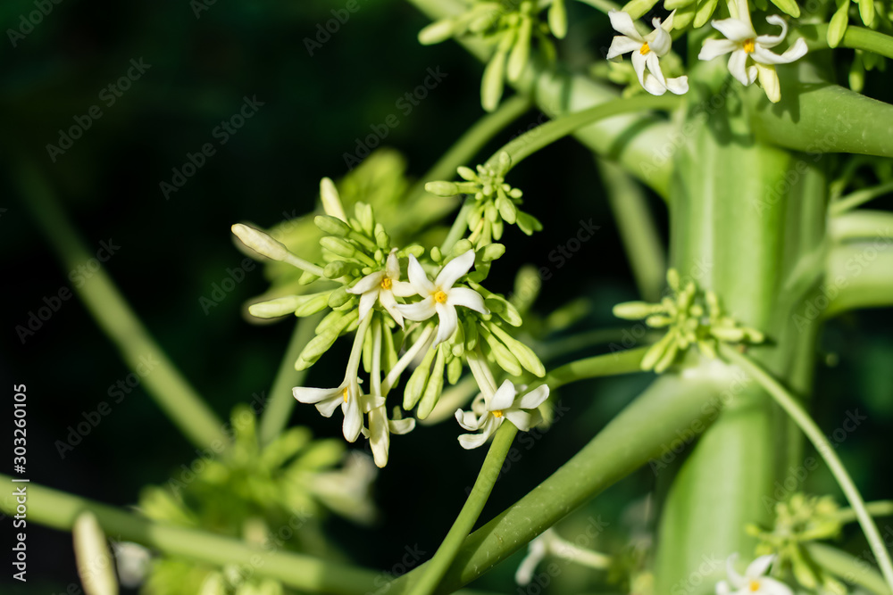 Papaya flower on tree Papaya flower on tree
