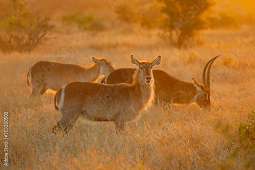 Backlit waterbuck antelopes (Kobus ellipsiprymnus), Kruger National Park, South Africa.