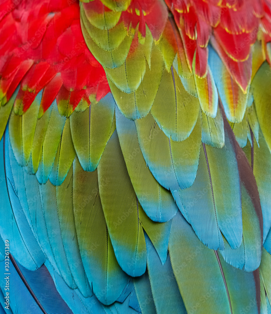 Close up of colorful bird feathers of Red and Green Macaw, exotic natural textured background in red, green and blue, Chapada dos Guimarães, Mato Grosso, Brazil Close up of colorful bird feathers of Red and Green Macaw, exotic natural textured background in red, green and blue, Chapada dos Guimarães, Mato Grosso, Brazil