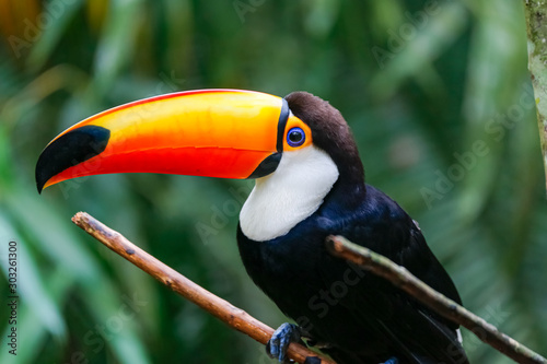 Close up of a Toco Toucan in natural habitat, Pantanal Wetlands, Mato Grosso, Brazil © Uwe Bergwitz
