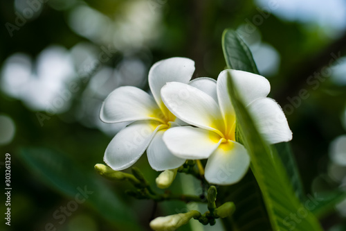 Beautiful plumeria flowers