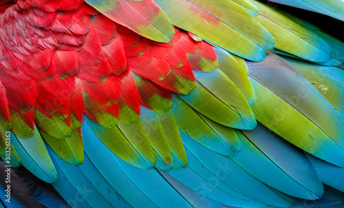 Close up of colorful bird feathers of Red and Green Macaw, exotic natural textured background in red, green and blue, Chapada dos Guimarães, Mato Grosso, Brazil