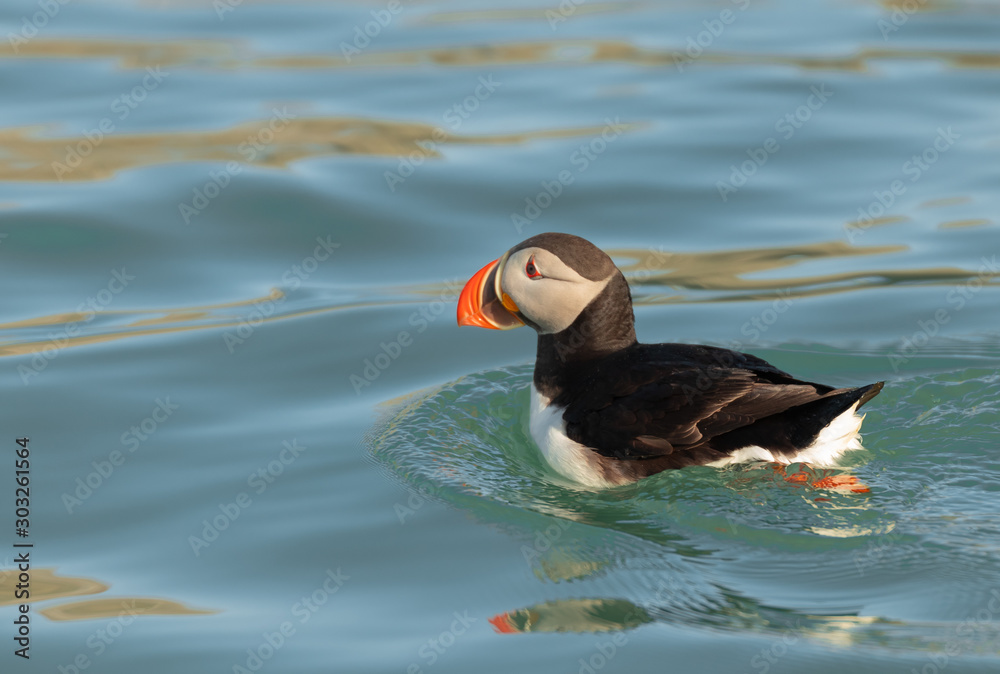 Puffin in water