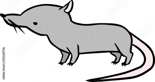 ジャコウネズミ